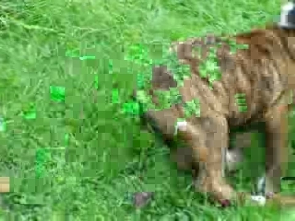 Neo