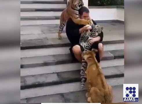 شیر آپ کا بہترین دوست یقین نہ آئے تو دیکھیں اس وڈیو میں