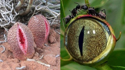 10 Most Unbelievable Plants that Really Do Exist