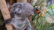 Moment de tendresse entre un papillon et un koala dans un parc australien