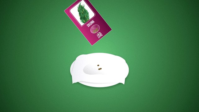 Comment faire germer les graines de cannabis ?