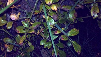 Sowy na nocnym cmentarzu