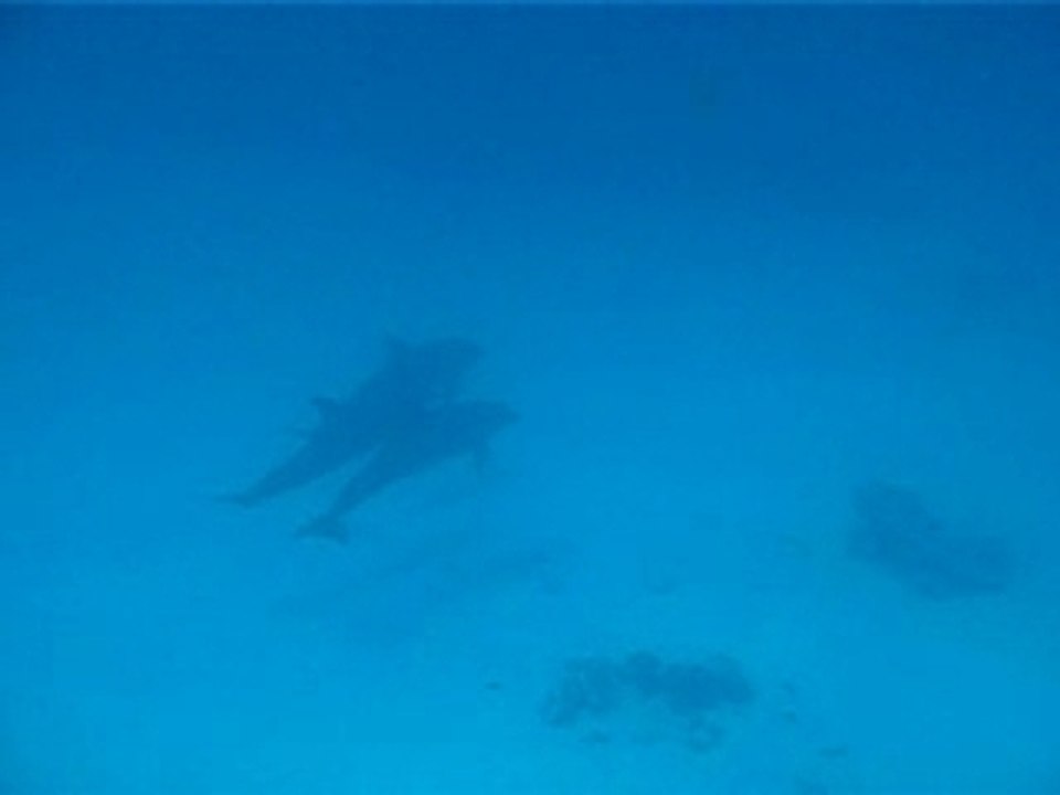 Dauphins sous l'eau