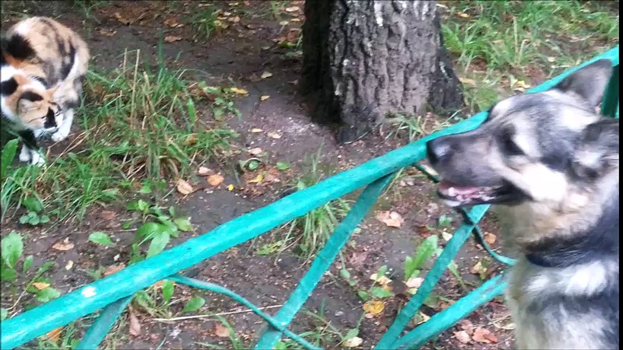 Встреча кошки и собаки