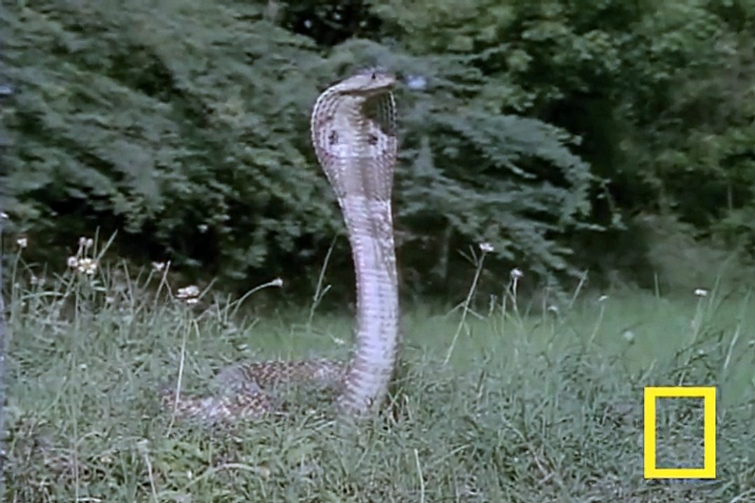 Cobra vs. Mongoose - YouTube