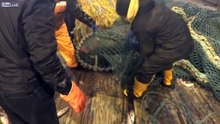 Ils capturent accidentellement un lion de mer, mais le regretteront amèrement !