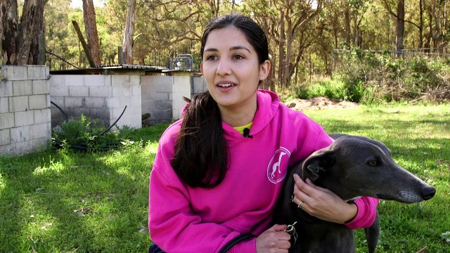 Un estado australiano prohíbe las carreras de galgos