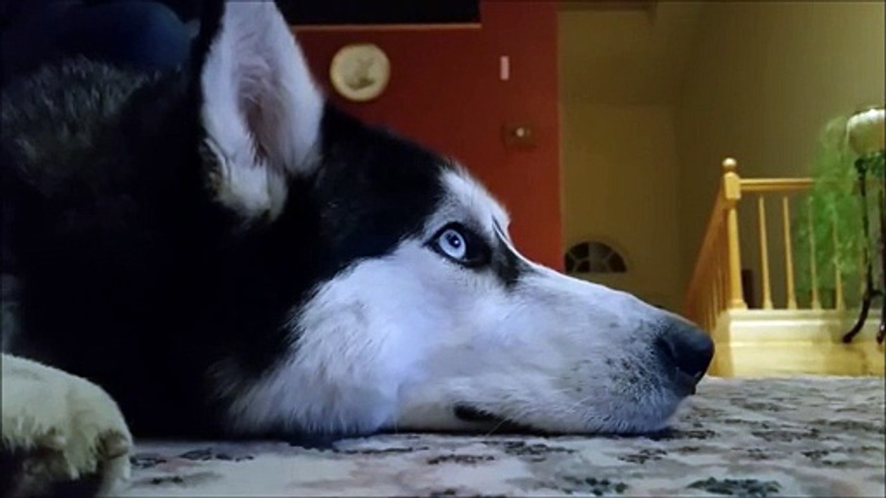Ce husky semble passionné par ce film sur les Huskys