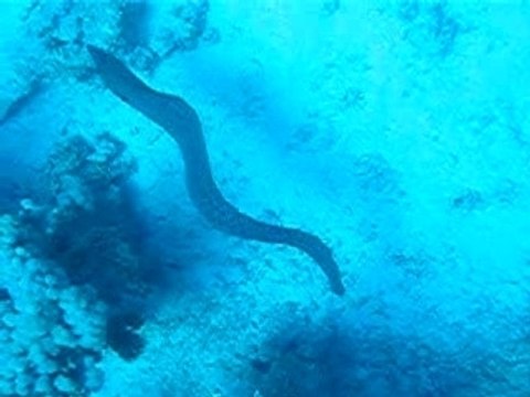 Murène de Java en pleine eau