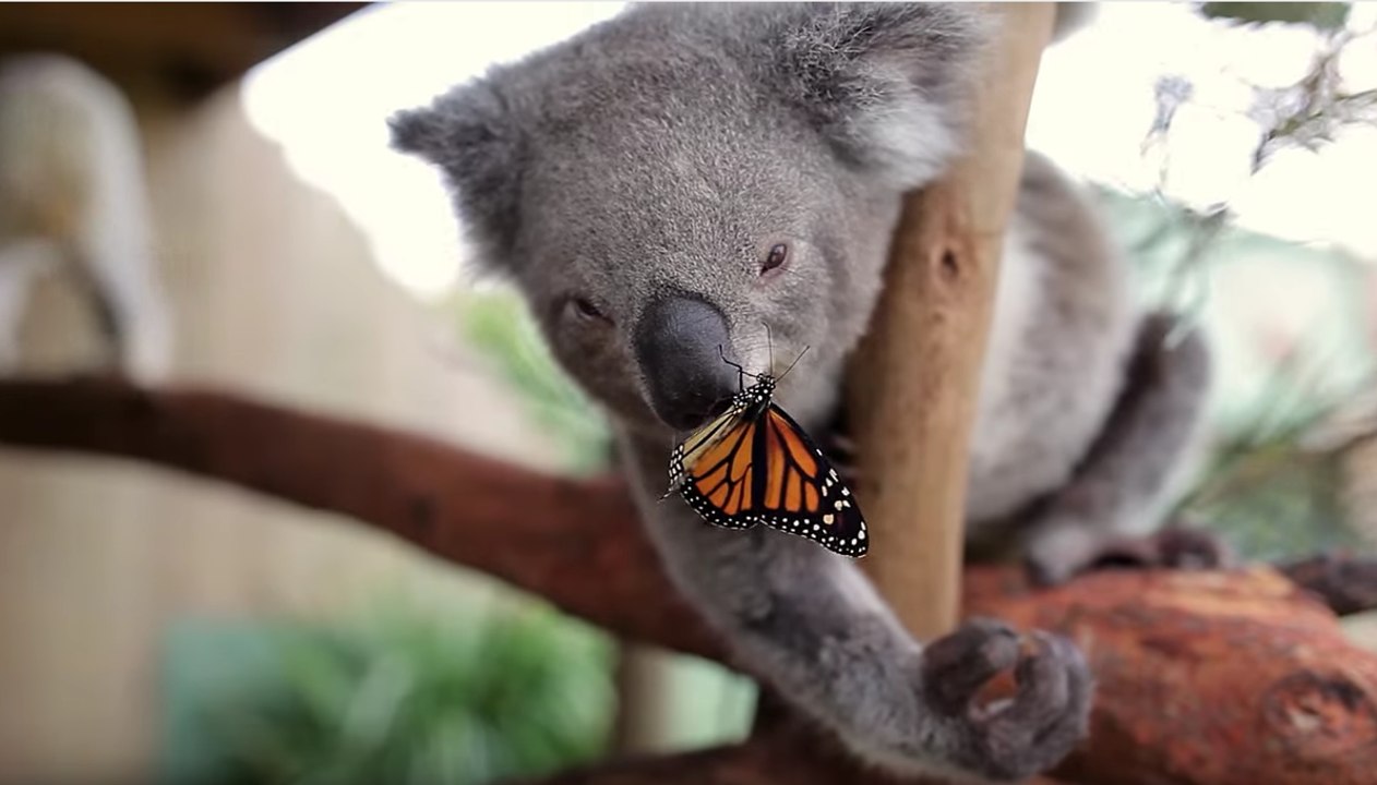 L'amitié improbable entre un bébé koala et un superbe papillon