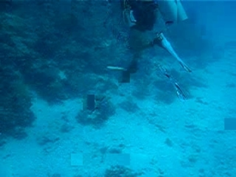 Duel avec un baliste bleu