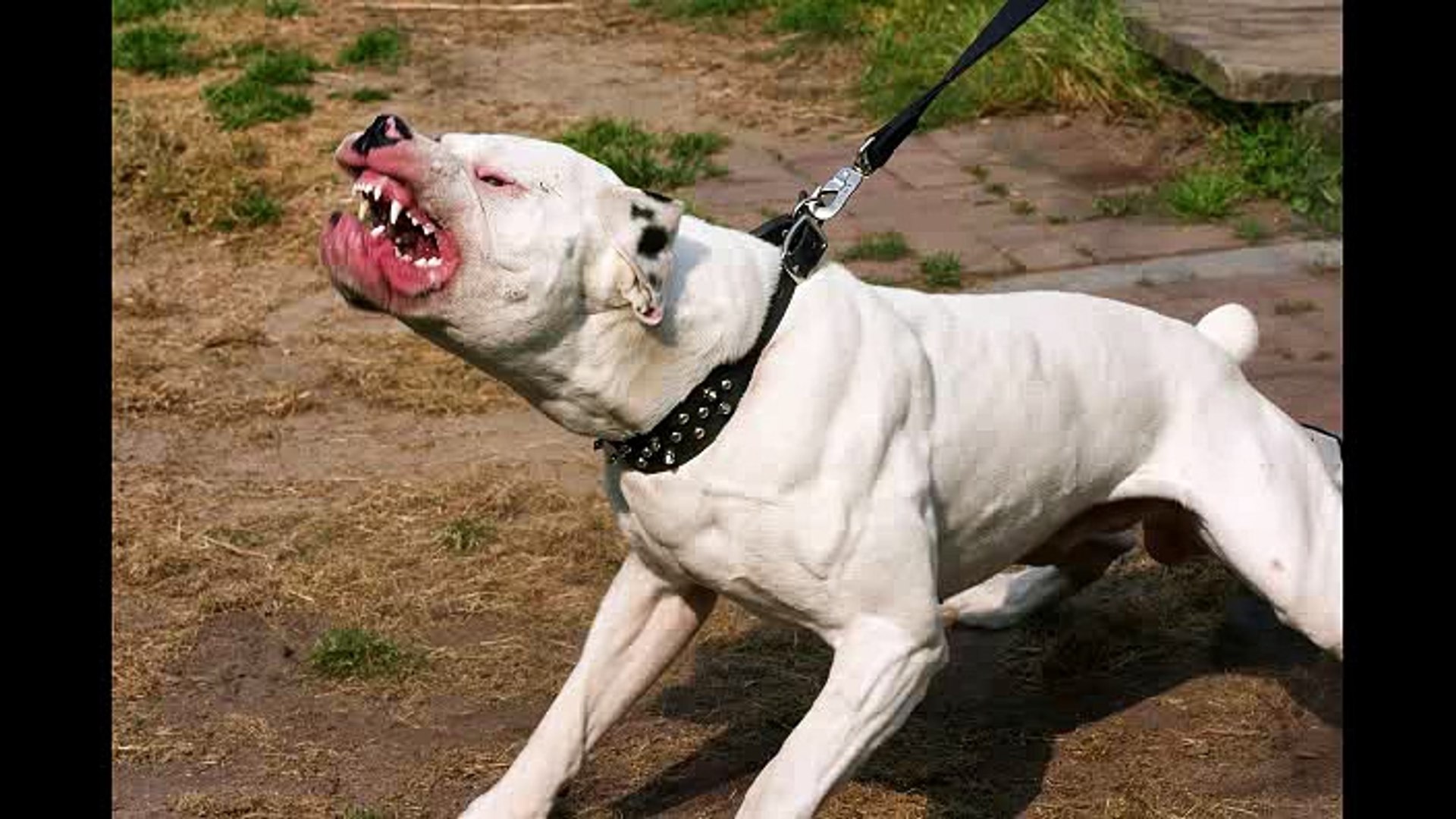 J Ai Laisse Un Pit Bull Pres De Mon Bebe Et Voila Ce Qui Est Arrive Video Dailymotion