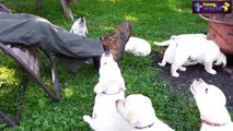 Köpek Videoları 2016 - - Sevimli Yavru Köpekler Derleme 2016