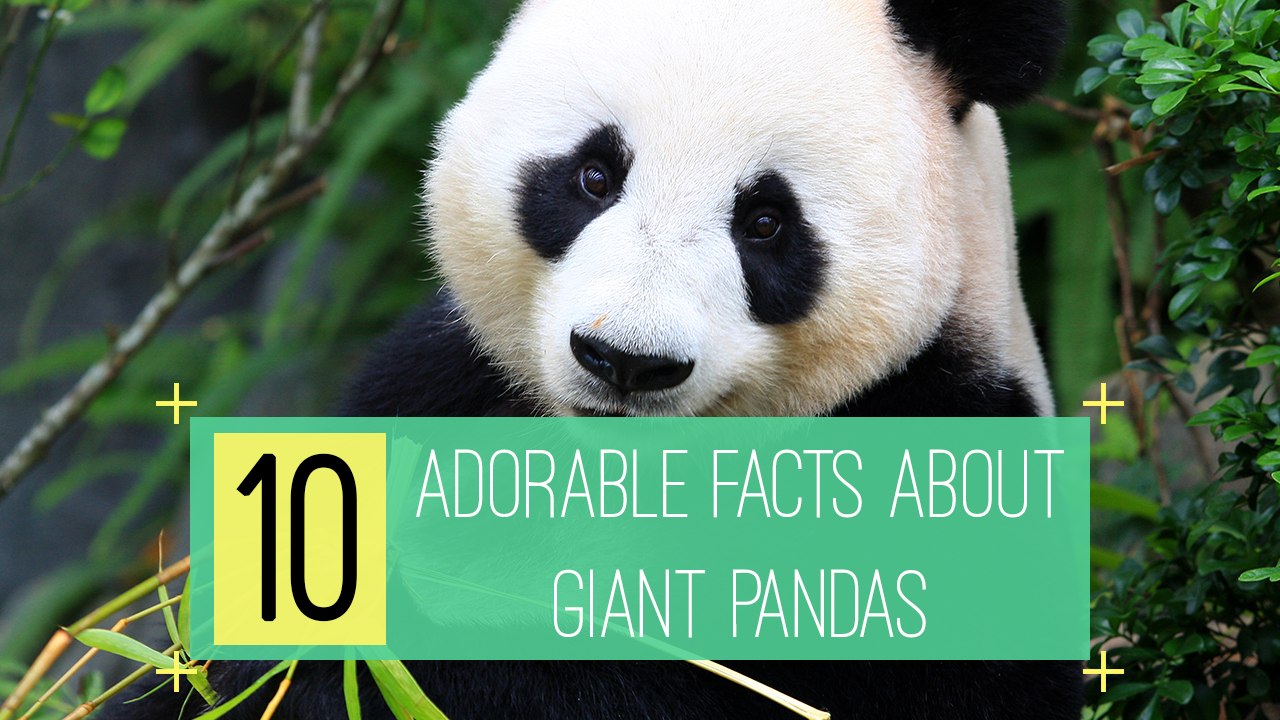 10 Adorable Facts about Giant Pandas