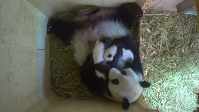 Le zoo de Vienne cherche un nom pour l'un de ses bébés pandas
