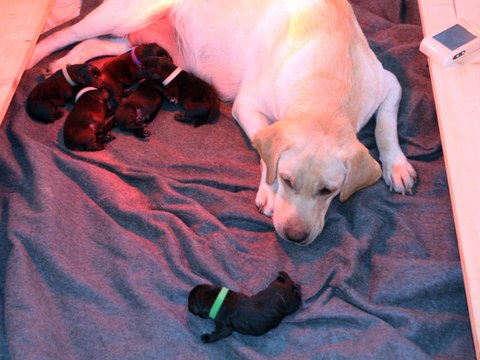 Elevage de l'Etang des Vignerons - Chiots I AM A PRETTY GIRL et HELIOT 28-09-16