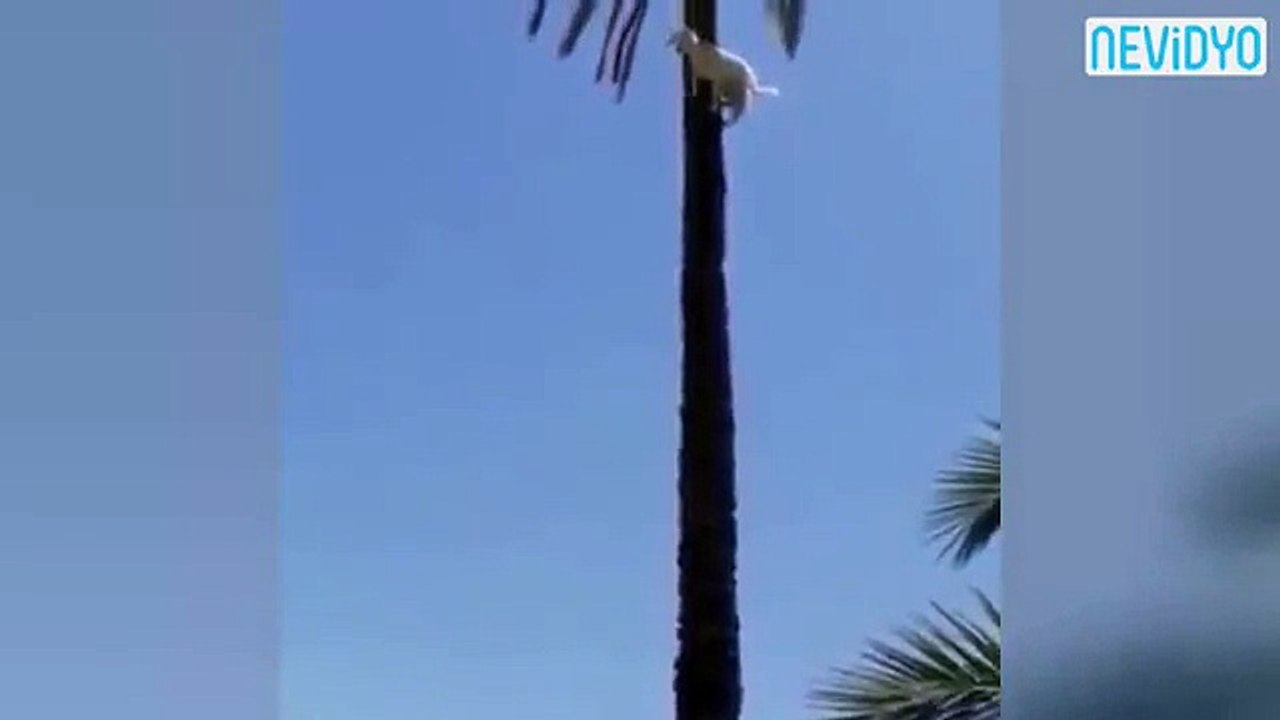 Keçi Ağacın Tepesine Nasıl Çıkmış