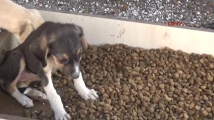 Çankırı'da Sokak Hayvanlarına Özel Proje