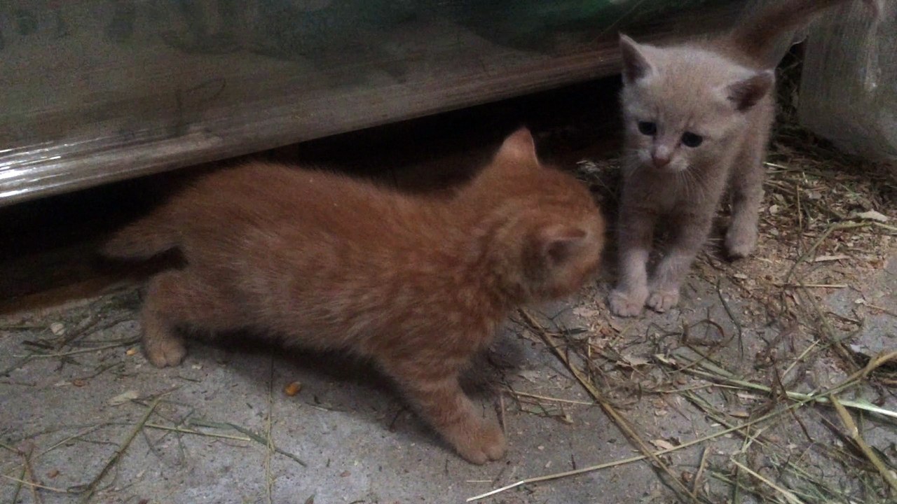 La vie des chatOunets, 4 Oct 16