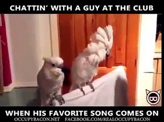 Funny Dancing Parrot When the music drops!