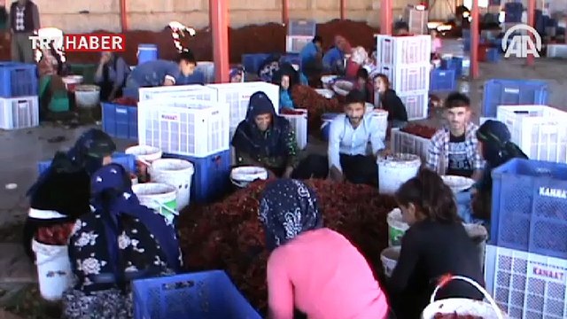 Mevsimlik işçiler kırmızı altın la geçiniyor