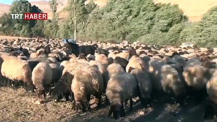 Göçerlerin dönüş yolculuğu sürüyor