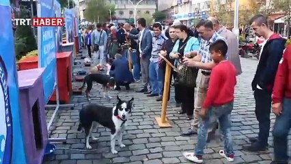 Dünya Hayvanları Koruma Günü