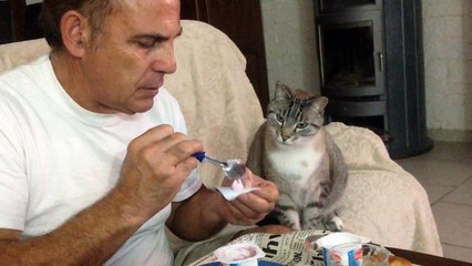 Cérézino un de nos chats qui adore les yaourts