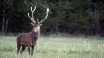 Brame du cerf de la Méouge