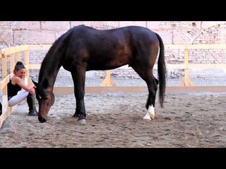 Giovanni Lindo Ferretti - "Saga": Cinzia e Socrate