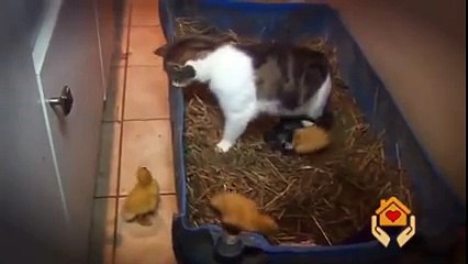 Kedinin civcivlerle imtihanı seyertmeyen kalmasın . You keep watching the trial cat with chicken.