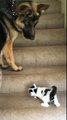 Un chien aide un chaton à monter des escaliers