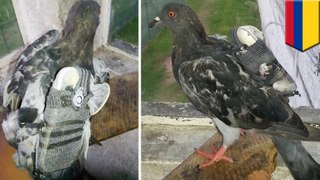 Un pigeon fait entrer un mobile et une clé USB de contrebande en prison