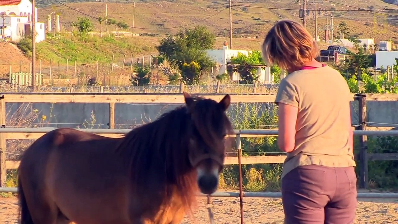 Tiny but Mighty- This Ancient Greek Horse Still Exists Today - National Geographic