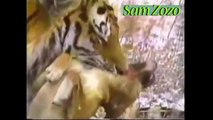 Wild animals attacks dog. Pit bull vs tiger. Leopard  attacks dogs Mountain Lion vs dog fight