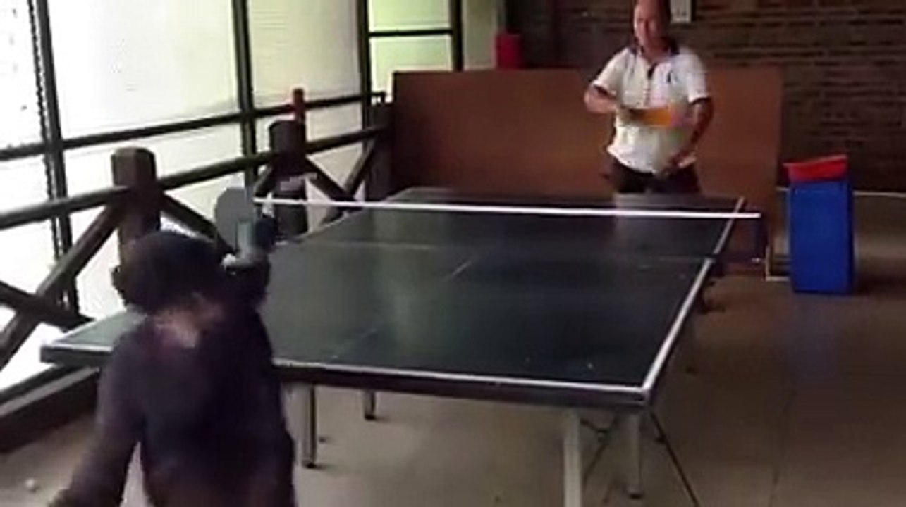 Un singe joue au tennis de table