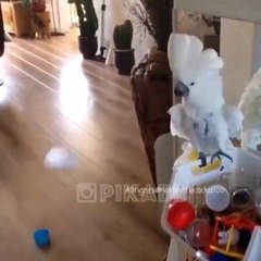 le fous blanc Mort de rire