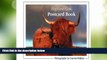 Big Deals  Highland Cow Postcard Book  Free Full Read Most Wanted