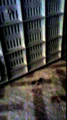 Duende captado en televisión