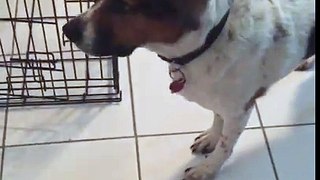 Lulu The Beagle Mix hates the vacuum cleaner