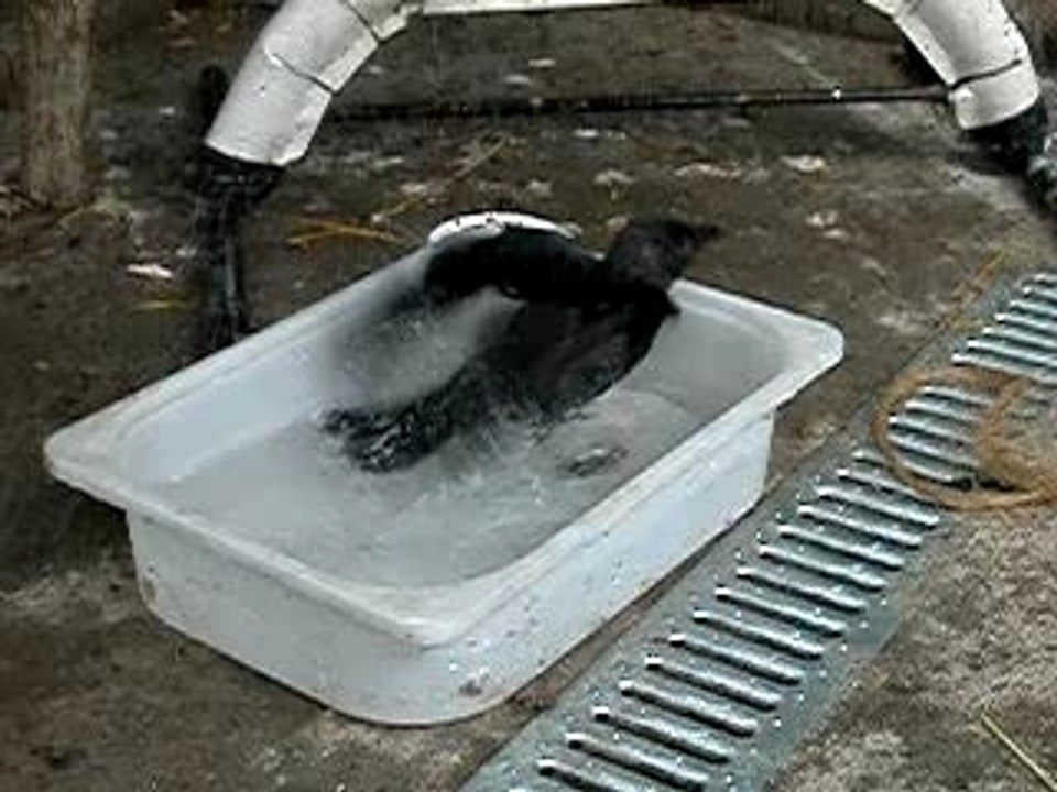 le bain:partie 2