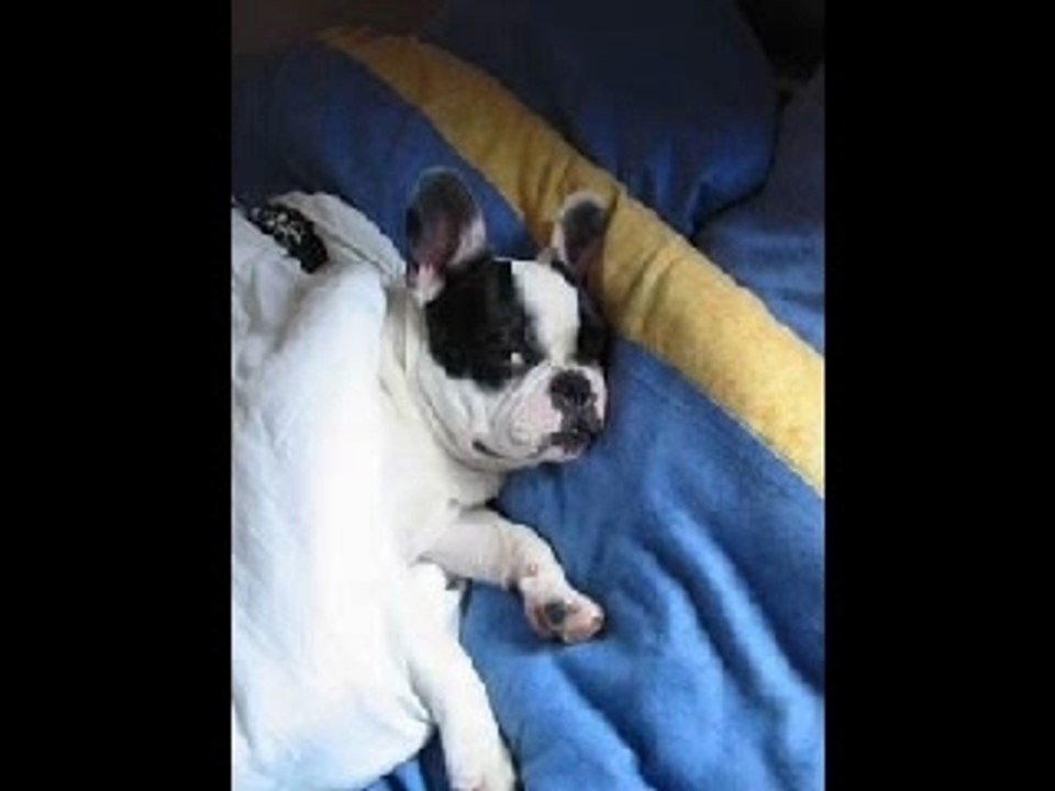 Tchao bouledogue Photos montage