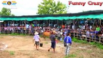 Most Awesome BullFighting festival in Thailand #3 - Best Funny Video Try Not to Laugh Bull Fight