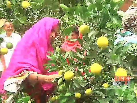 রাজশাহীতে সম্ভাবনাময় হয়ে উঠছে মাল্টা চাষ