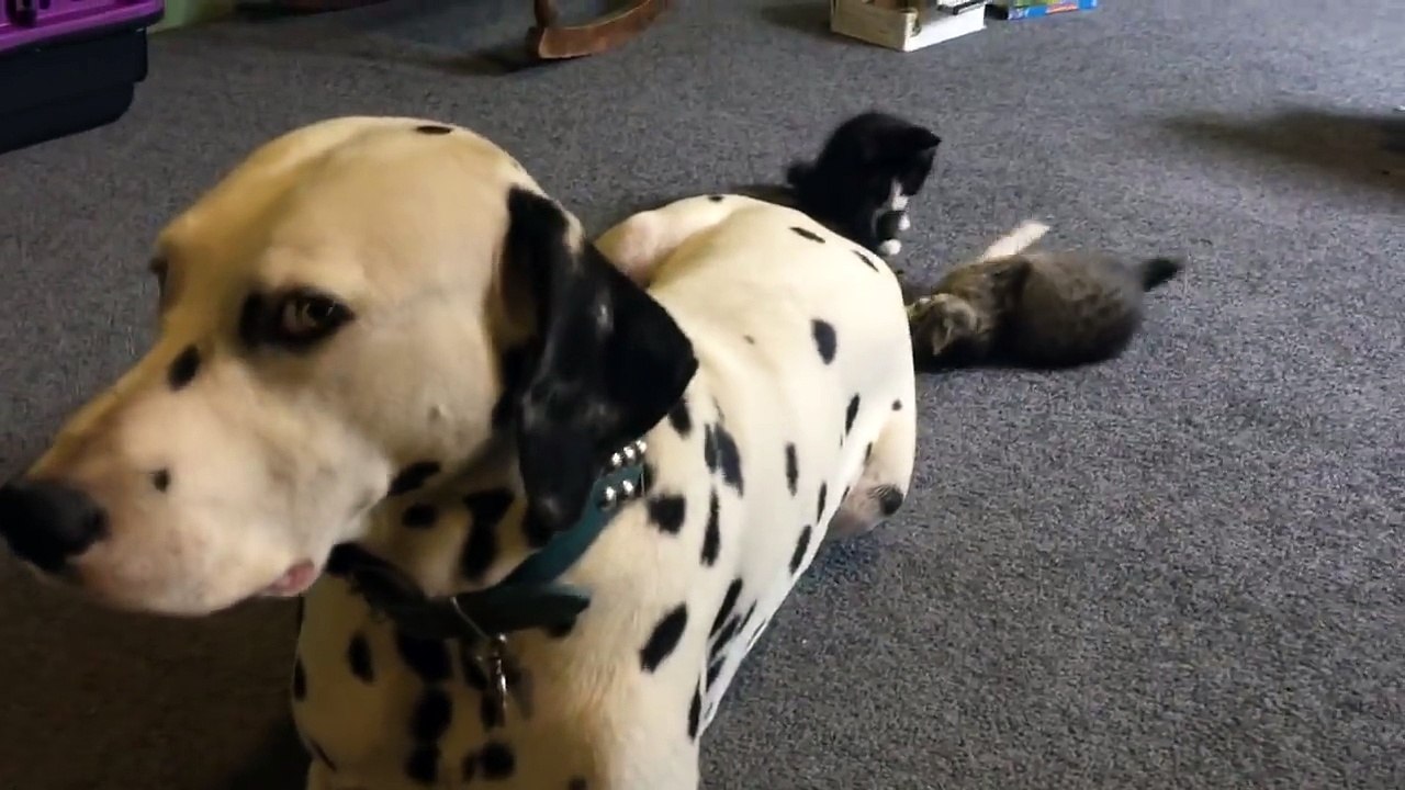 Hey ma queue c'est pas un jouet! Chatons trop mignons