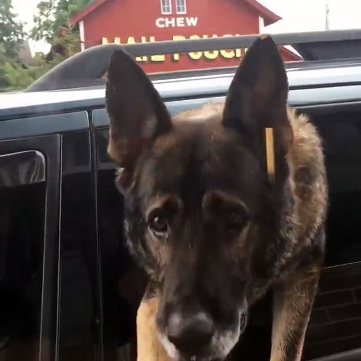 Ce chien policier adore Starbucks et vient prendre son latte à emporter!