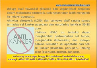 Riset Sarang Semut Anti Kanker