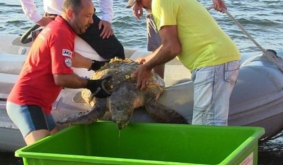 Deniz kaplumbağasını böyle kurtardılar