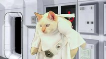 Star Wars But With Cats A Film By Titanic Sinclair