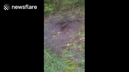 Hikers stumble upon hole full of wasps